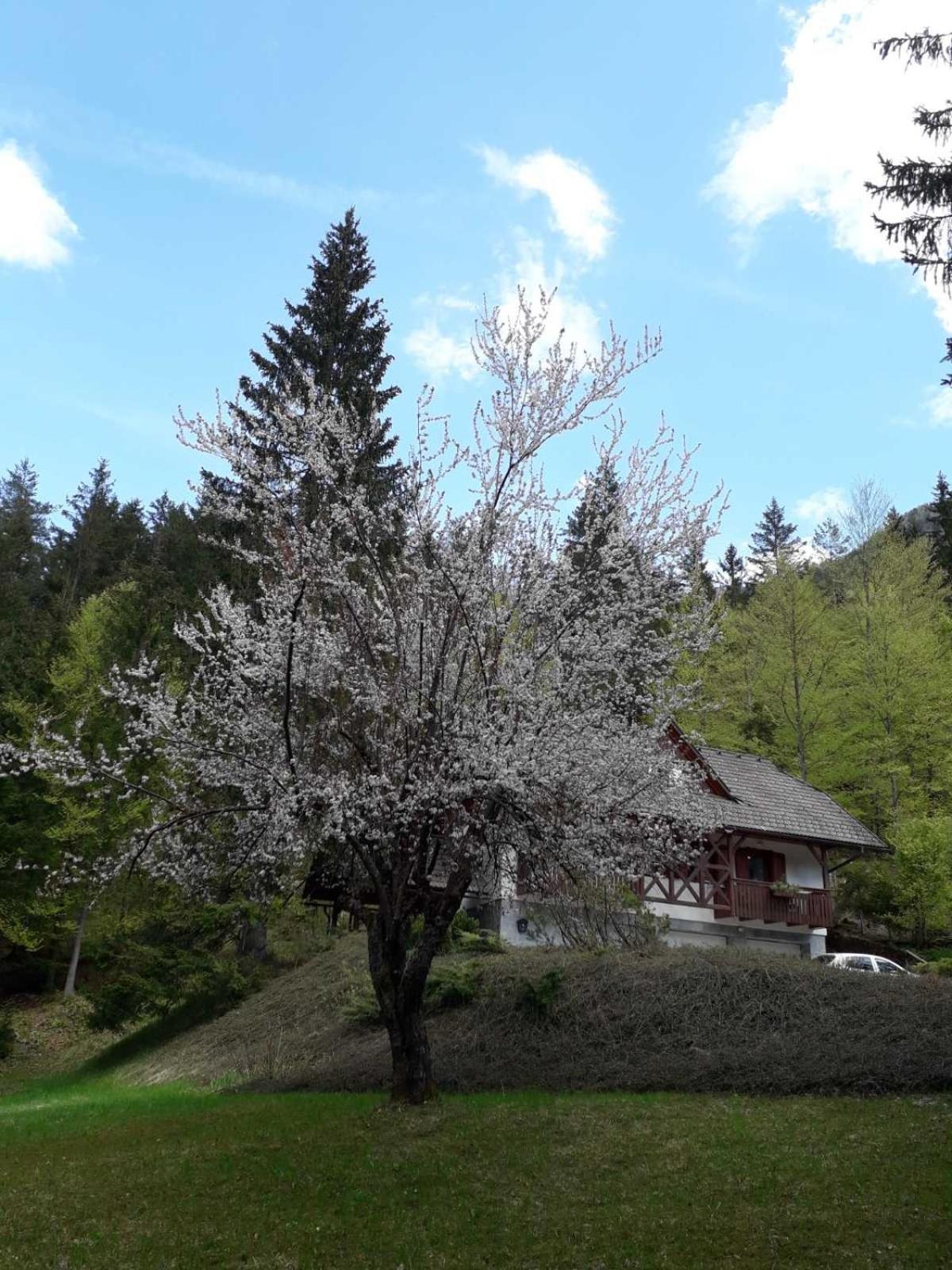 Apartma Gaja Kranjska Gora Luaran gambar